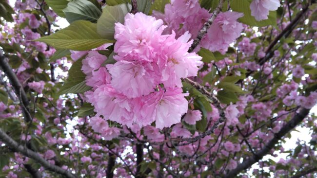 舎人公園ネモフィラ 桜 ランニング2024.24回目
